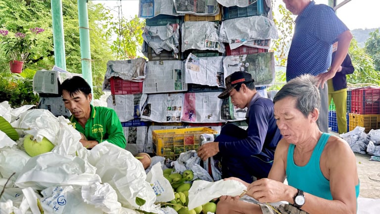 Thứ quả ngon to bự, giàu vitamin C này đang tăng giá tốt ở tỉnh An Giang mới, cứ cắt bán là trúng luôn