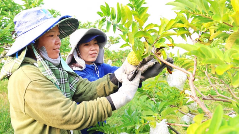 Đây chính là kiểu làm nông nghiệp cho rau ngon, quả sạch ở tỉnh Tây Ninh (mới)