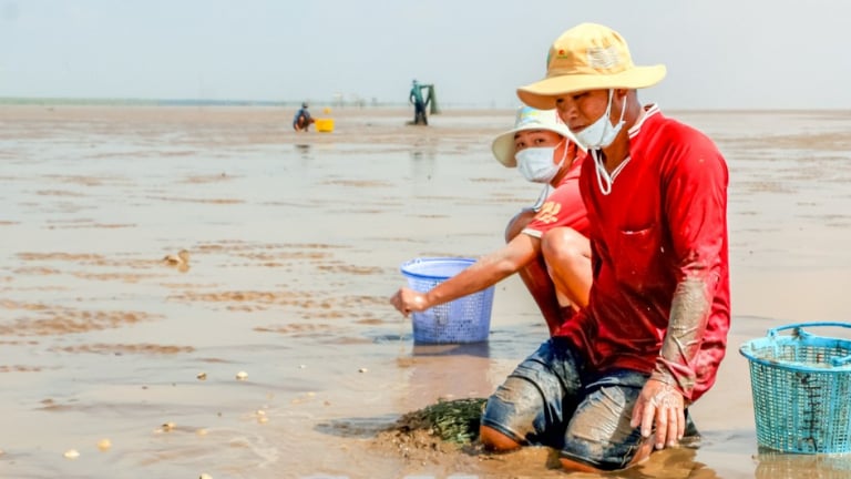 Khoanh nuôi con đặc sản gì ngoài bãi biển mà 1 HTX ở tỉnh Cà Mau mới, đang khiến nông dân nghèo đổi đời?