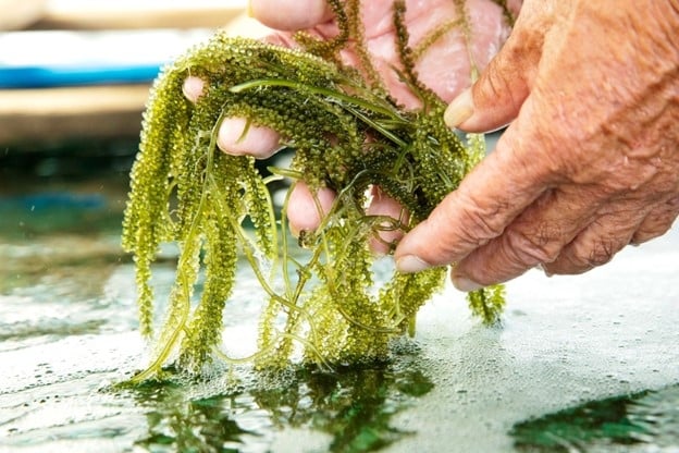 “Siêu thực phẩm” có sẵn ở biển Việt Nam, ăn vào bổ đủ đường lại không lo lão hóa