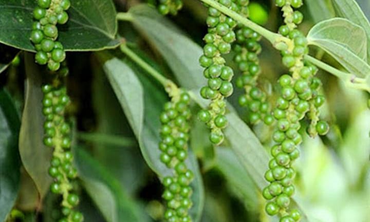 Giá tiêu vẫn duy trì ổn định ở mức cao, ngành tiêu Ấn Độ đang lo ngại