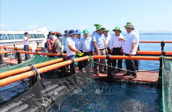 Đây là đầm nước mặn lớn ngoài khơi biển phường Nha Trang của Khánh Hòa, dân nuôi cá to bự thành công