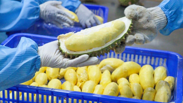 Bộ Nông nghiệp&Môi trường ban hành quy trình kiểm soát an toàn thực phẩm đối với quả sầu riêng tươi xuất khẩu