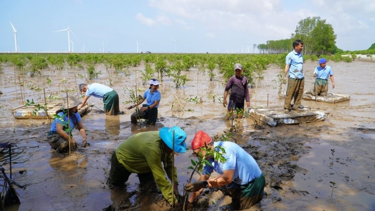 TP.HCM, Quảng Trị, Vĩnh Long dẫn đầu cả nước trồng mới, bổ sung rừng ven biển, Bộ NN&MT 'thúc' đẩy nhanh tiến độ 