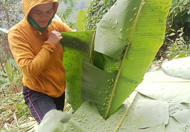 Con động vật này bu dày đặc tàu lá chuối, làm nên món ngon của cả làng ở Gia Lai