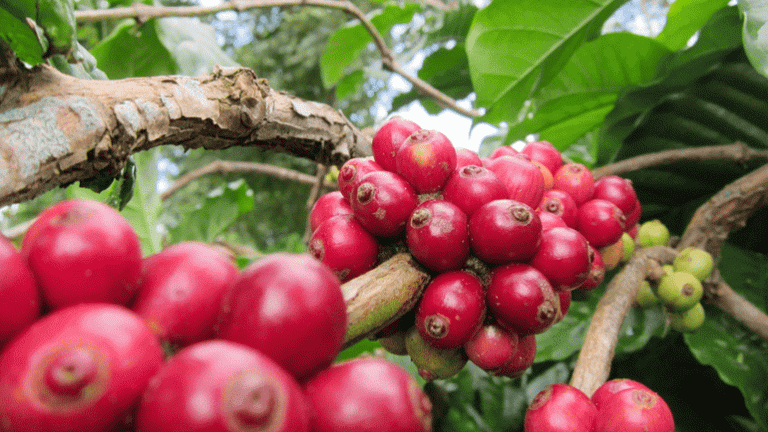 Giá cà phê tiếp tục tăng, Arabica tăng mạnh do căng thẳng giữa Mỹ và Brazil