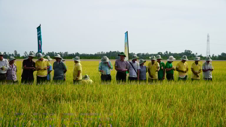 Canh tác lúa chất lượng cao, phát thải thấp, nông dân An Giang lãi hơn trồng lúa thông thường
