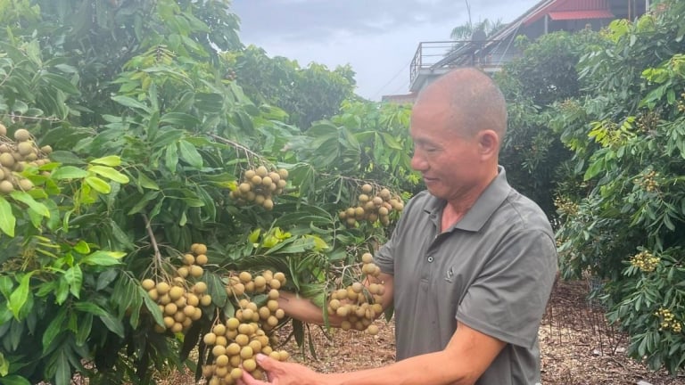  Ở một nơi của Hải Phòng (mới), loại cây này quả đang ngọt, da đang căng, dân đang lo một điều