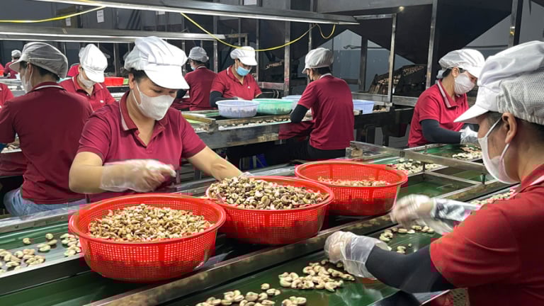 Xuất khẩu hạt điều Việt Nam trước thách thức thuế quan 
