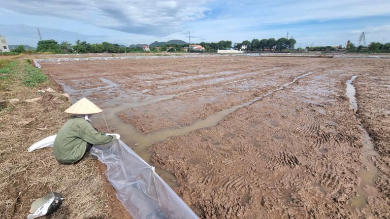 Chả cần bả độc, nông dân Ninh Bình vẫn 'khóa chân' con động vật quái ác này bằng cách lạ, bất ngờ