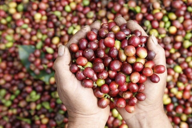Giá cà phê lội ngược dòng, quay đầu giảm bởi lo ngại thuế quan Mỹ