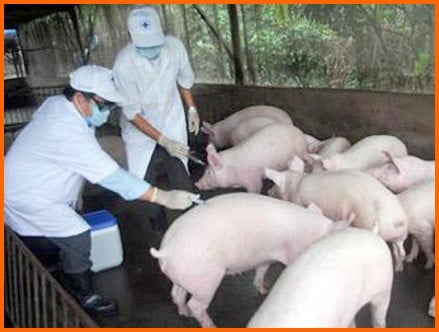 Phòng, chống loại bệnh nguy hiểm viêm não Nhật Bản trên đàn lợn có khả năng lây sang người như thế nào?