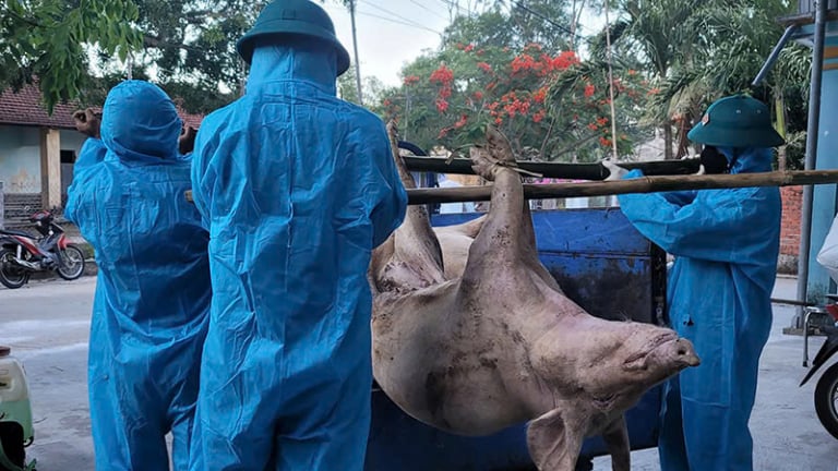  Dịch tả lợn châu Phi, nhìn từ điểm nóng: Nông dân Đà Nẵng nuốt nước mắt tiêu hủy khối tài sản tiền tỷ (Bài 2)