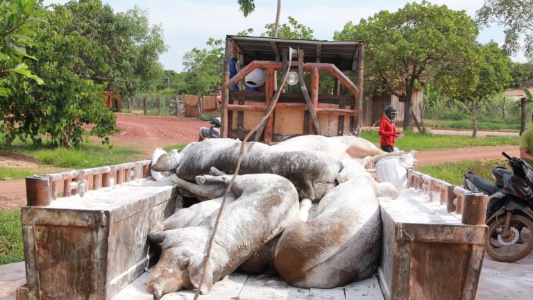 Dịch tả lợn châu Phi, nhìn từ điểm nóng: Phú Thọ, Hưng Yên căng mình chống dịch (Bài 1)