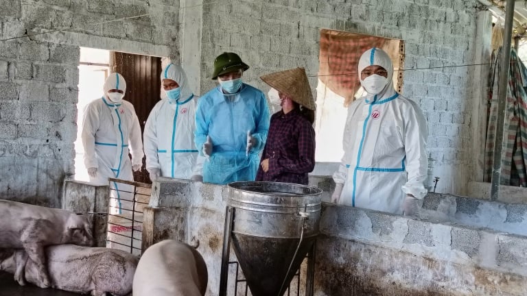Thứ trưởng Phùng Đức Tiến: Tiêm vaccine kết hợp với an toàn sinh học để khống chế hiệu quả dịch tả lợn châu Phi