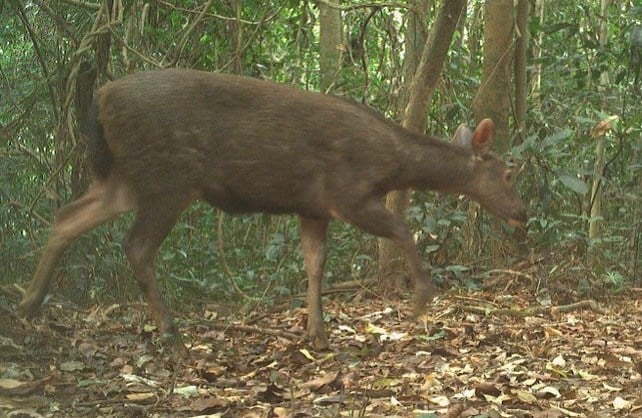 Một con mang Trường Sơn-động vật hoang dã có tên trong sách Đỏ đi qua bẫy ảnh ở khu rừng này của tỉnh Quảng Trị