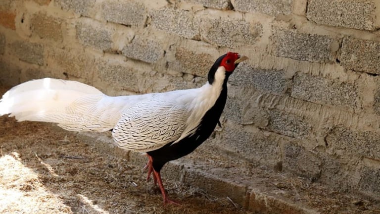 Điểm mặt những loài động vật hoang dã được bảo vệ nghiêm ngặt, gà lôi trắng thuộc nhóm IIB từ 1/7/2025