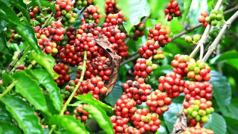 Ngược chiều thế giới, giá cà phê tại khu vực Tây Nguyên hôm nay tiếp tục tăng