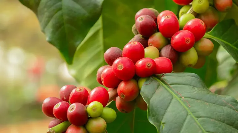 Giá cà phê đạt mức cao kỷ lục gây áp lực cho doanh nghiệp và người tiêu dùng