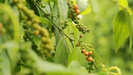 Hồ tiêu chuẩn bị cho mùa mua bán sôi động cuối năm