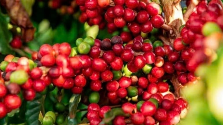 Giá cà phê kết thúc tuần qua đã tăng vọt lên mức cao nhất trong 2 tháng