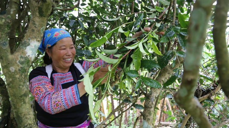 Loại cây cổ thụ hoành tráng này mọc ở xã Pà Cò, tỉnh Phú Thọ, hái búp non bán tốt, người ta đang lên xem