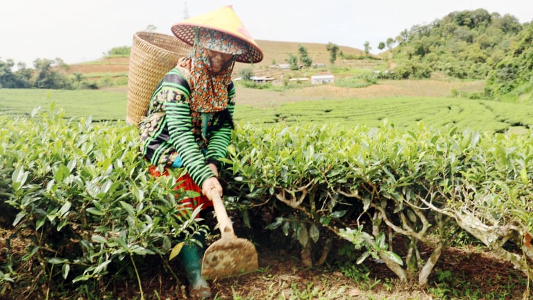 Cây chè Phiêng Cằm - 'Chìa khóa' xóa đói giảm nghèo cho đồng bào dân tộc thiểu số ở Sơn La