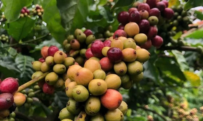 Robusta giảm trở lại, cà phê của Brazil có thể được miễn áp thuế 50% từ phía Mỹ?