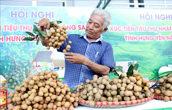 Loại quả đặc sản ngon ngọt này của tỉnh Hưng Yên đang ngày càng tự tin 'ra chợ thế giới'