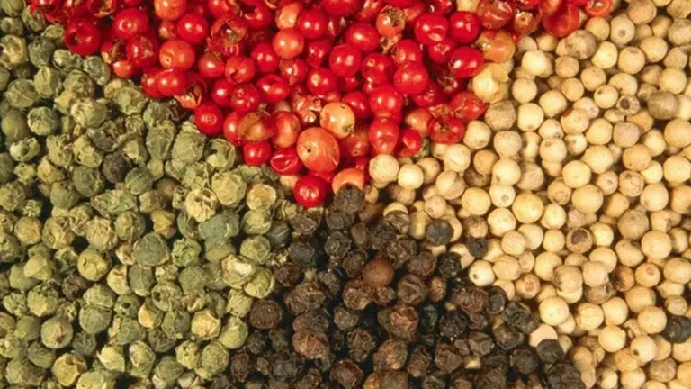 Giá tiêu hôm nay giữ đỉnh cao nhất ở Đắk Nông, Đắk Lắk (cũ) 