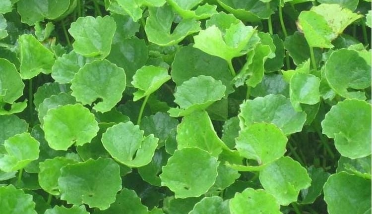 Ăn rau má có thực sự giúp thanh nhiệt, giải độc?