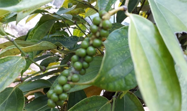 Giá tiêu tiếp tục duy trì ở mức cao trong những ngày đầu tháng 9