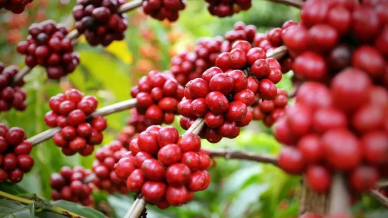  Giá cà phê có tuần giảm, khó dự báo về tương lai