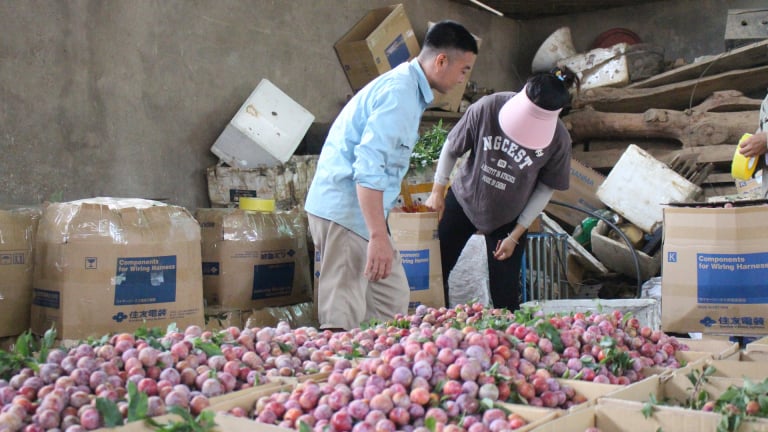 Nông thôn Tây Bắc: Cây ăn quả nâng cao thu nhập cho đồng bào các dân tộc Phiêng khoài