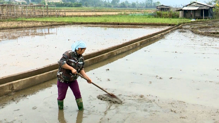 Sơn La: Phù Yên đưa lúa hữu cơ thành 'mũi nhọn' trong vụ Đông xuân 