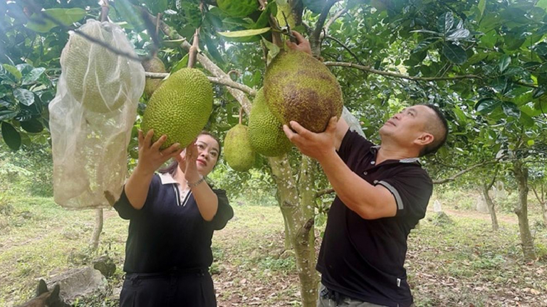 Trồng 'lung tung' mít với đủ thứ quả như cam, bưởi, ổi,... nông dân xã Phù Yên, Sơn La thu đều tay vài trăm triệu/năm
