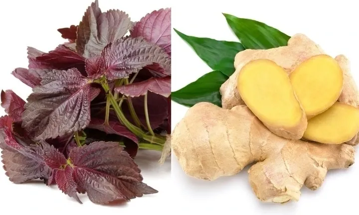 Bài thuốc từ lá tía tô nấu với gừng ai cũng cần biết