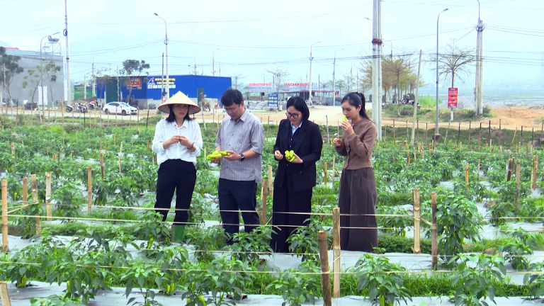 Xã Phù Yên, tỉnh Sơn La, dân trồng giống ớt gì mà cây thấp tè đã thả quả to bự tha la mặt đất, cứ bẻ là bán hết veo?