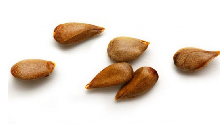 Loại quả ngon quen thuộc, nhưng có bộ phận chứa 'chất kịch độc', nhiều người không biết