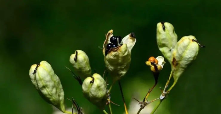 Loài cây được ví như “ngân hàng” vì cứ hái là ra tiền, ở Việt Nam trồng đầy