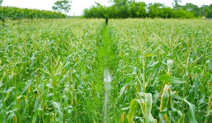 Cùng tên với một loại ngọc quý hiếm, giống cây này là một “kho báu” giúp nông dân kiếm bộn tiền