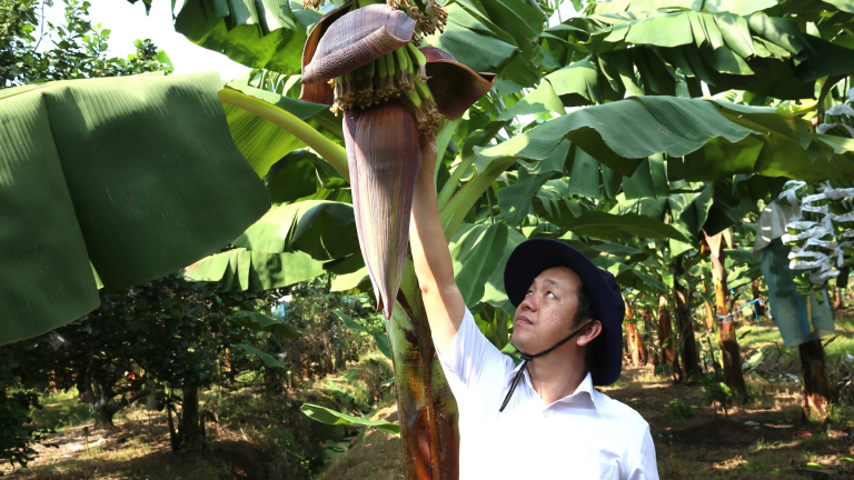'Vua chuối' Phạm Quốc Liêm - từ lời hứa 'sát cánh cùng nông dân' đến khát vọng đưa ngành chuối Việt Nam đạt tỷ USD