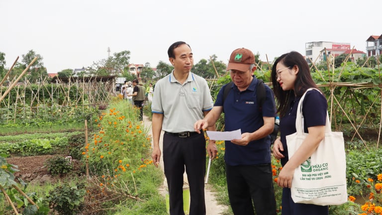 Trồng rau kiểu 'lổn nhổn' mà bao người tìm mua, đây là cách nông dân một xã ở Hà Nội trồng rau sạch thu trăm triệu/năm