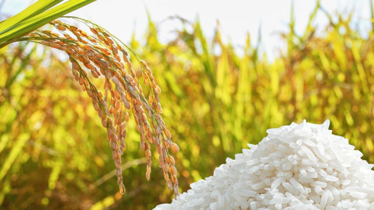 Lúa gạo Việt Nam tiếp giá cao, loại gạo gì đang có giá tốt nhất, cứ chào bán là 'chốt đơn' thành công?