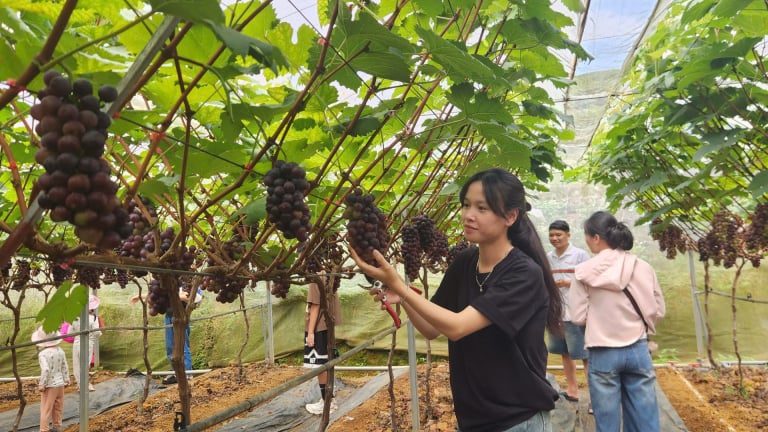 Ở một tổ dân phố của Lai Châu, vô cái vườn đẹp tựa phim này tha la các chùm nho, chụp ảnh 'nét sâu' 101%
