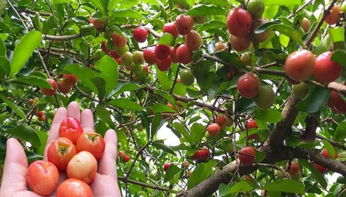 Cây sơ ri là cây gì mà trồng thành công ở tỉnh Vĩnh Long, thân như con rắn, lại như cây cổ thụ, ra trái ngon