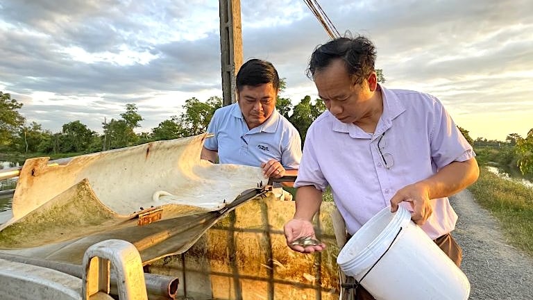 Nuôi cá nheo Mỹ thành công ở Hà Tĩnh, giống cá “nhập ngoại” này cứ có là bán hết veo