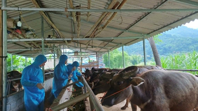 Chợ trâu bò lớn nhất nhì miền Bắc bất ngờ tạm dừng hoạt động, thương lái thấp thỏm vì dịch bệnh