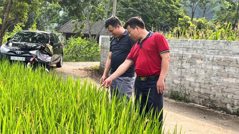 Thắng lớn với JAPO 18, nông dân Yên Bình háo hức đón “vua lúa” ST25
