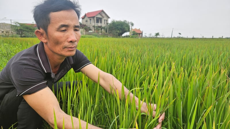Vụ cây lúa dưới đồng bỗng vàng lá, khô dần ở Quảng Bình, mẫu phân tích ghi nhận virus gây bệnh gì?
